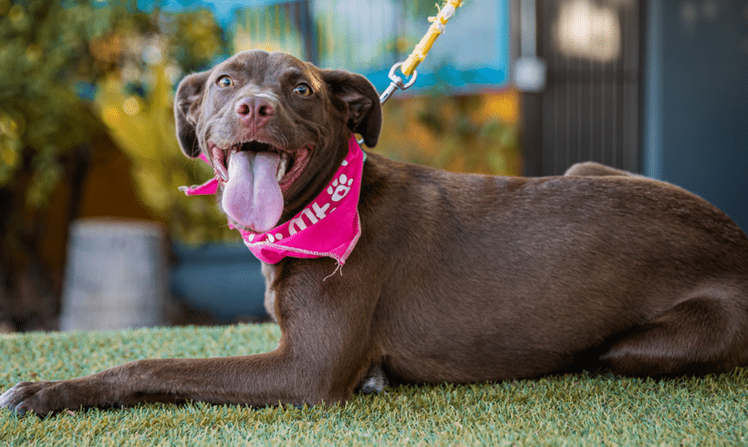 Ginger: I am a curious, lively young pup who loves everyone!