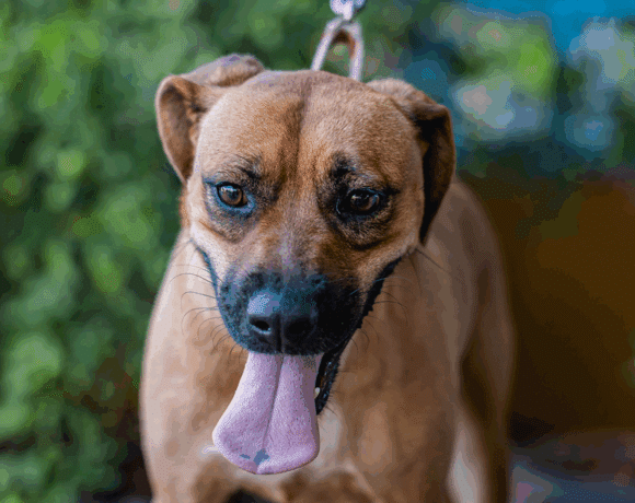 Mila: I love to swim, play and I’m great with kids!