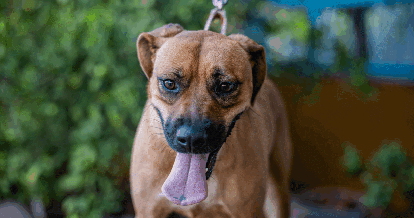 Mila: Me encanta nadar,, jugar y soy genial con los niños! Mila: I love to swim, play and I’m great with kids!