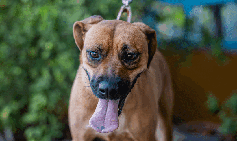 Mila: Me encanta nadar,, jugar y soy genial con los niños! Mila: I love to swim, play and I’m great with kids!