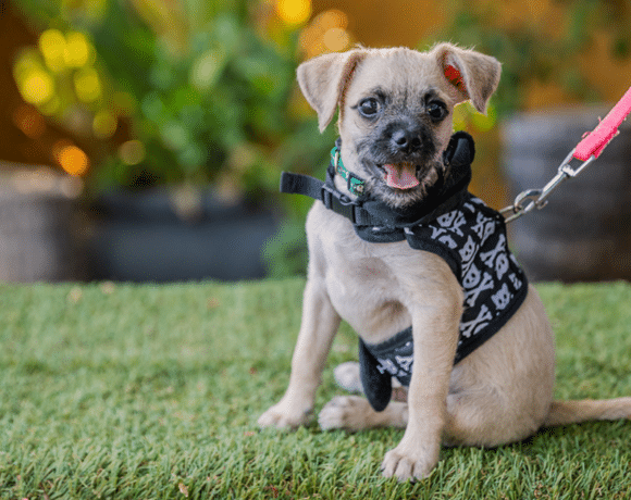 Lucas: Energetic and playful puppy