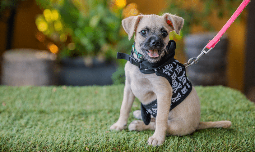 Lucas: Energetic and playful puppy