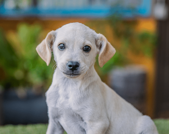 Tito: A Happy, Playful, and Handsome Pup