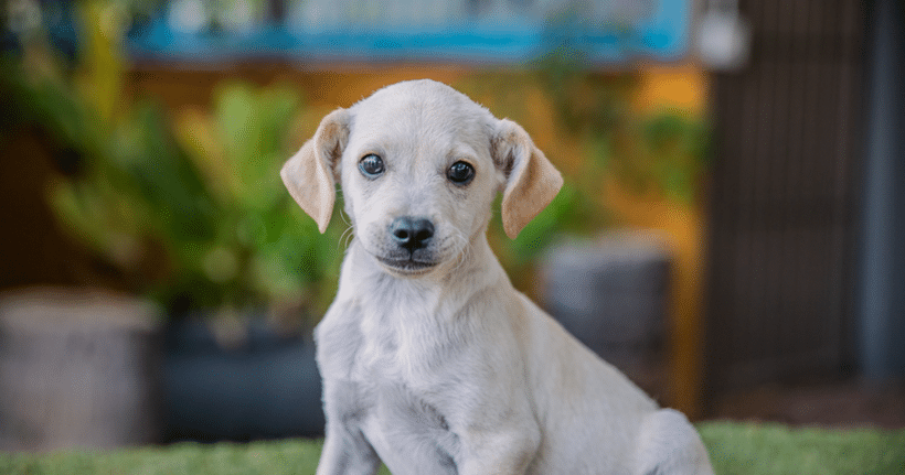 Tito: A Happy, Playful, and Handsome Pup