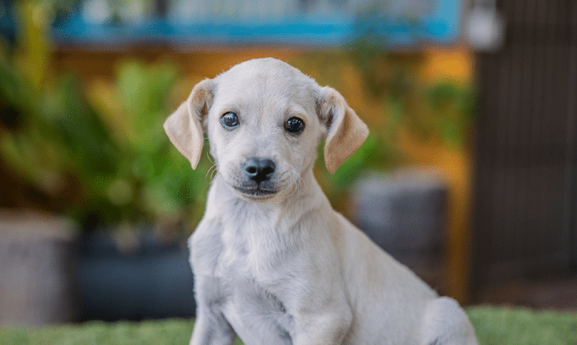 Tito: A Happy, Playful, and Handsome Pup