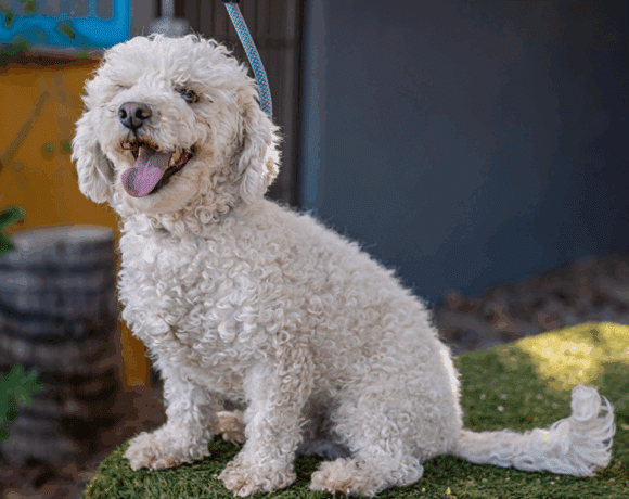 Elvis: Your Loyal and Playful Best Friend