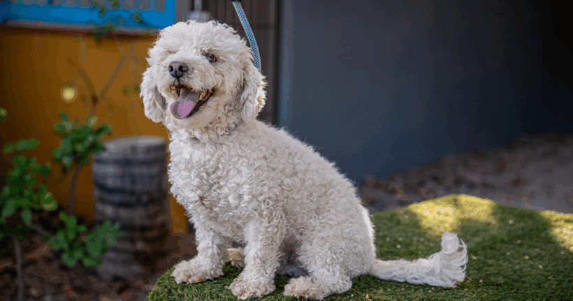 Elvis: Your Loyal and Playful Best Friend