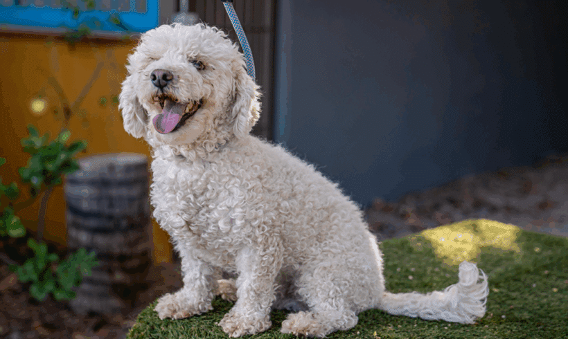 Elvis: Your Loyal and Playful Best Friend