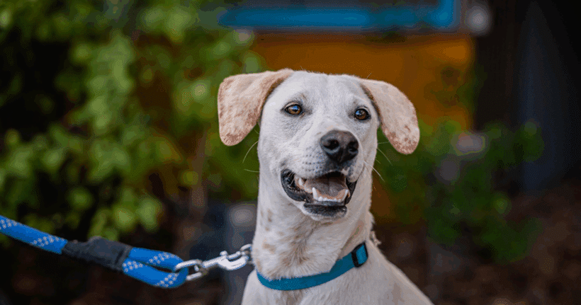Hutch: Shy at first – sweet forever
