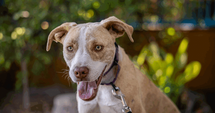 Miley: 🐾 Sweet, shy, and full of love!