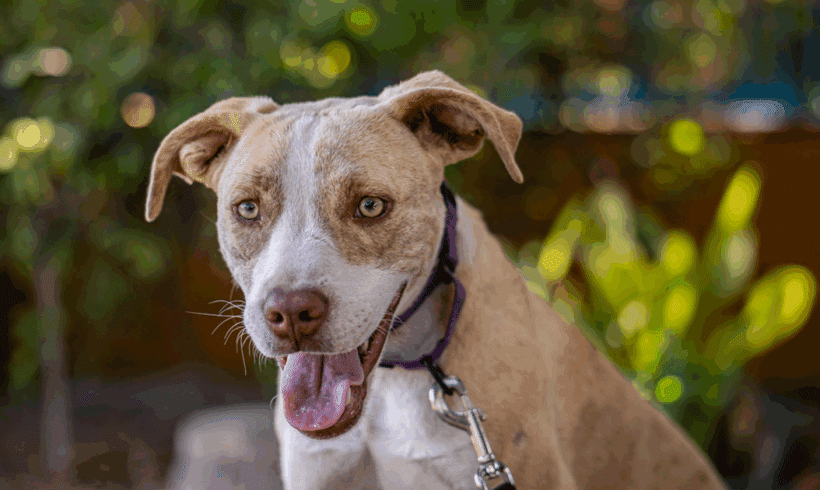 Miley: 🐾 Sweet, shy, and full of love!