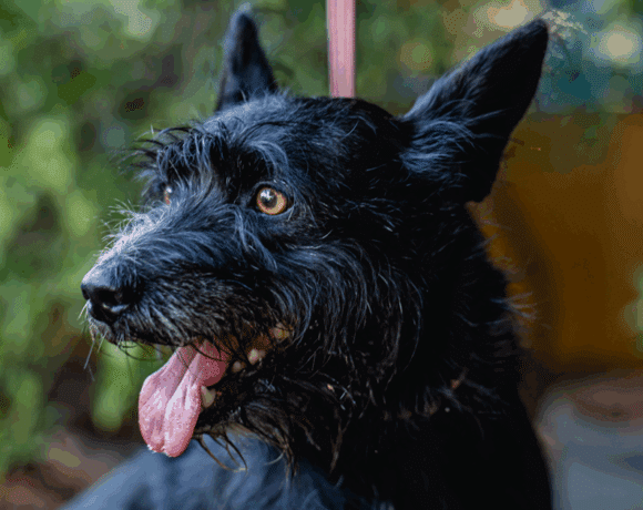 Bruno: Sweet, loyal, and a total cuddlebug.