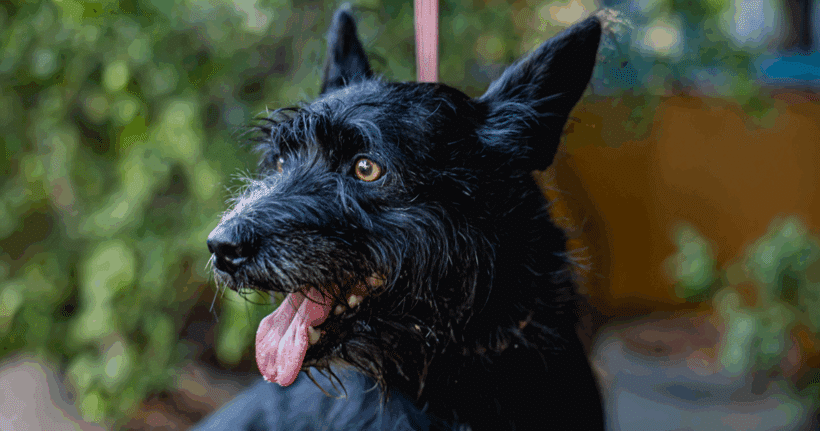 Bruno: Dulce, leal, y le encanta acurrucarse. Bruno: Sweet, loyal, and a total cuddlebug.