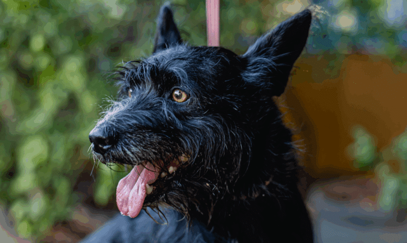 Bruno: Sweet, loyal, and a total cuddlebug.