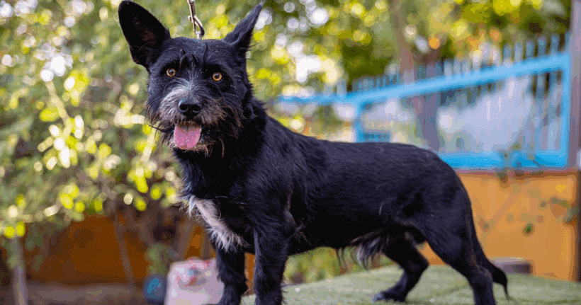Bruno: Sweet, loyal, and a total cuddlebug.
