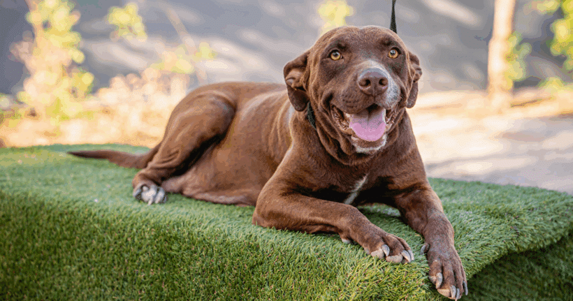 Canela: Sweet Soul, Strong Heart