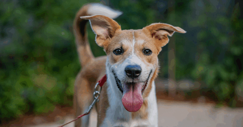 Capri: Born to Lead, Ready to Love