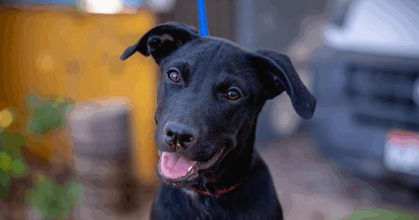 Cole: Smart, Sweet & Sitting Pretty
