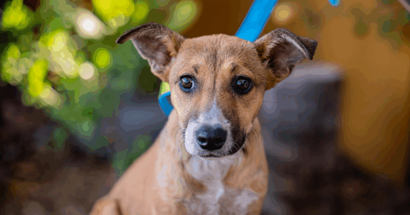 Nelly: A Gentle Pup Ready to Bloom