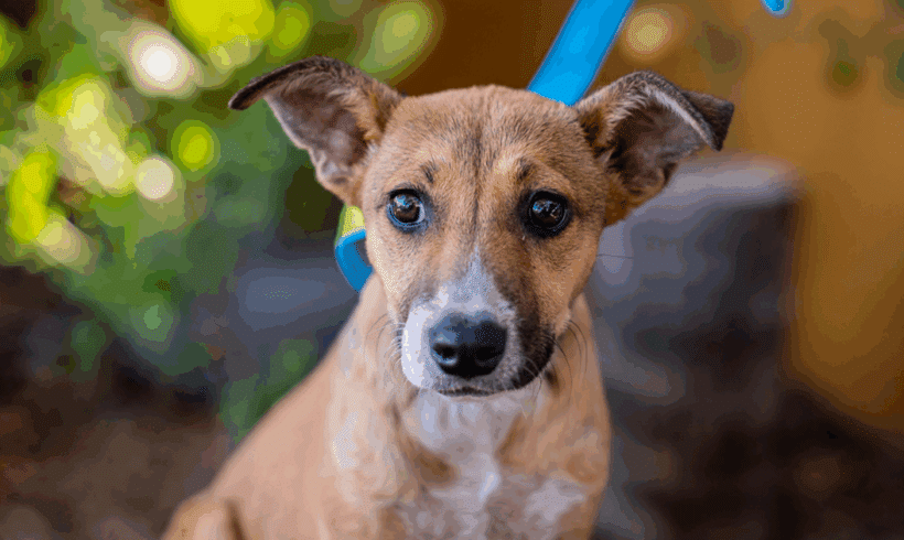 Nelly: Una cachorra gentil lista para florecer Nelly: A Gentle Pup Ready to Bloom
