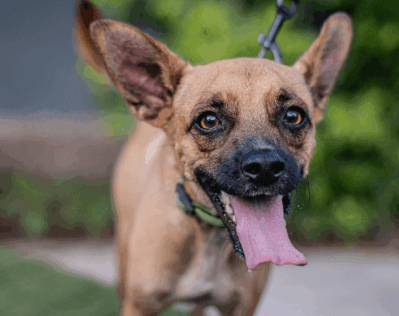 Harpy: muy amigable, tierno y de alma alegre Harpy: Gentle pup, joyful soul