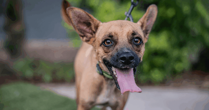 Harpy: Gentle pup, joyful soul