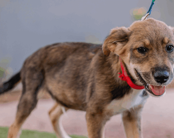 Rocky: Compañero de playa. Co-piloto. Mejor amigo. Rocky: Beach Buddy. Car Co-Pilot. Best Friend.