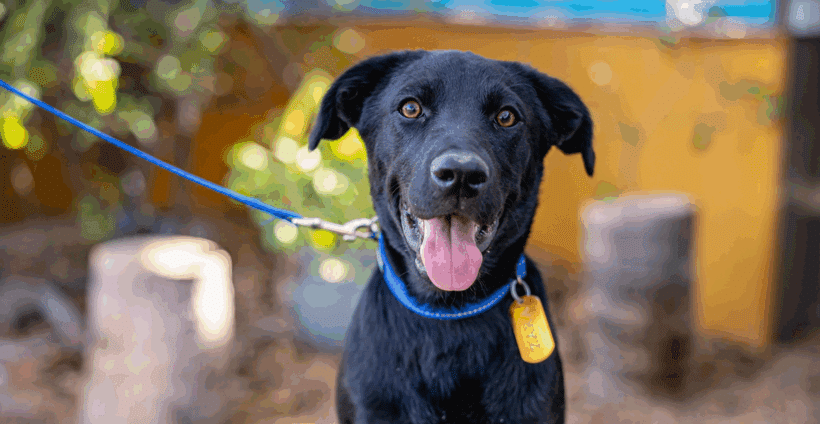 Zara: Gentle Soul, Loyal Heart
