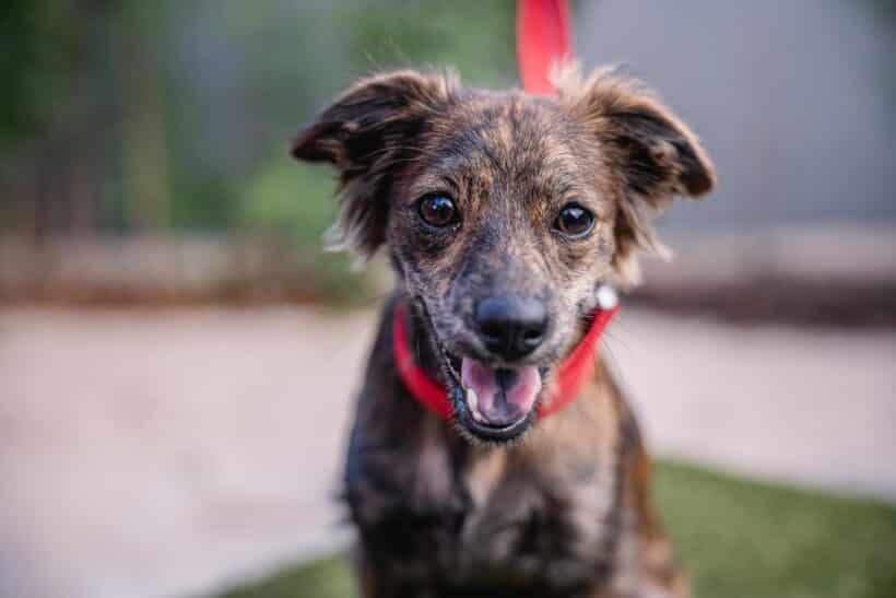 Henri: A Lovable Cuddler and True Heart Dog