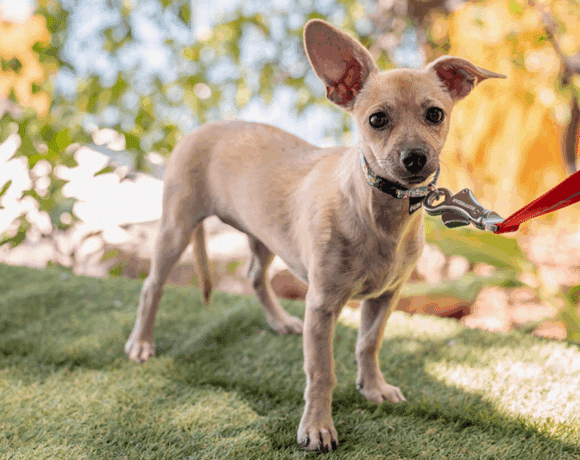 Indie: Un juguetón, calma, e independiente. Buscando mi hogar para siempre Indie: A playful, calm, and independent. Looking for my forever home