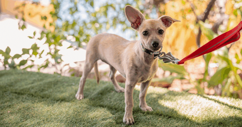 Indie: A playful, calm, and independent. Looking for my forever home