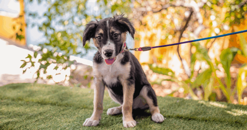 Tita: A Playful Puppy Who Loves Everyone