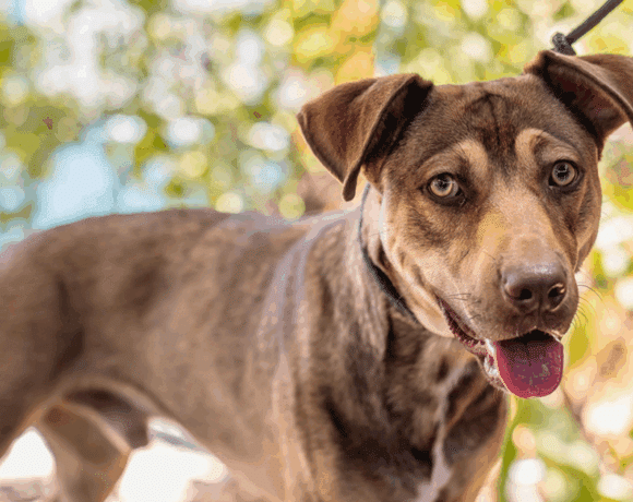 Zunus: Un gentil, Elegante, inteligente, y amable cachorro joven Zunus: A Gentle, Smart, and Friendly Young Pup
