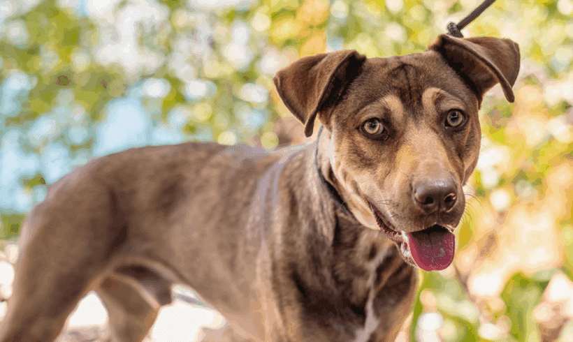 Zunus: A Gentle, Smart, and Friendly Young Pup