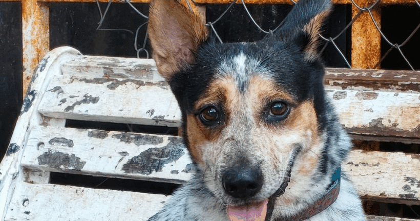 Pepe: Your loyal little shadow and sunshine companion!