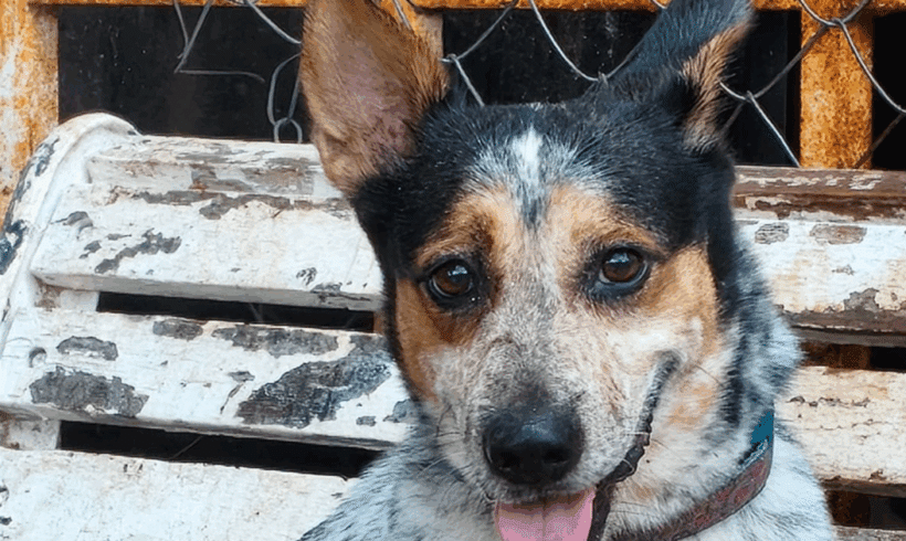 Pepe: Your loyal little shadow and sunshine companion!