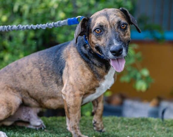 Chiminea: A Playful, Loyal Dog Waiting for a Forever Family