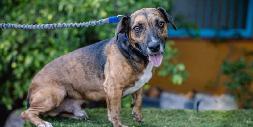 Chimenea: Una juguetona, Perro leal esperando una familia para siempre Chiminea: A Playful, Loyal Dog Waiting for a Forever Family