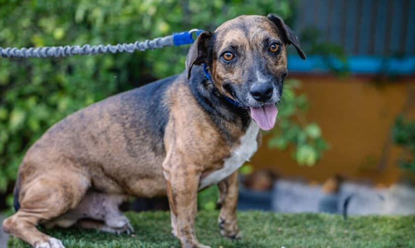 Chimenea: Una juguetona, Perro leal esperando una familia para siempre Chiminea: A Playful, Loyal Dog Waiting for a Forever Family