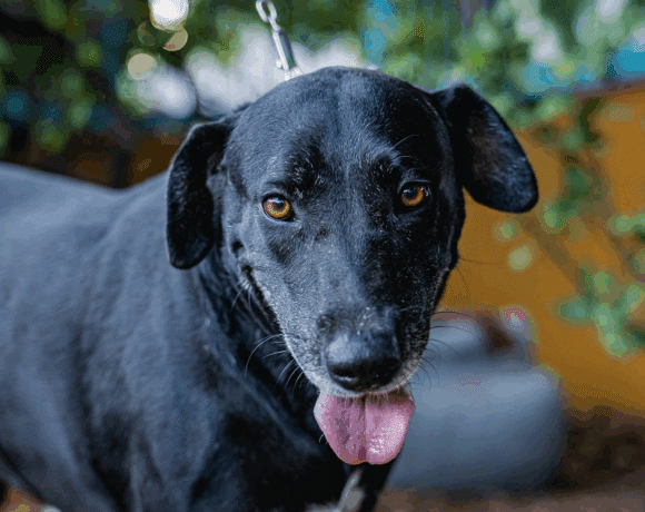 Clover: Your goofy, lovable Lab!