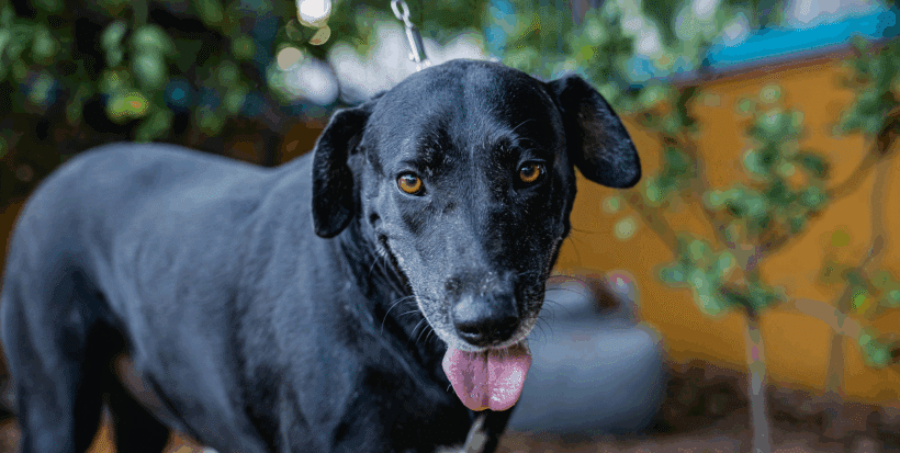 Clover: O sea Trébol, una labrador adorable! Clover: Your goofy, lovable Lab!