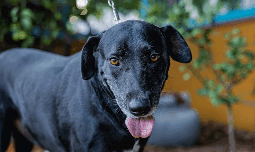Clover: Your goofy, lovable Lab! Clover: Your goofy, lovable Lab!