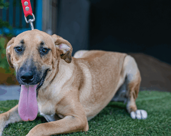 Estrella: A Loving, Social Pup Who Shines Bright