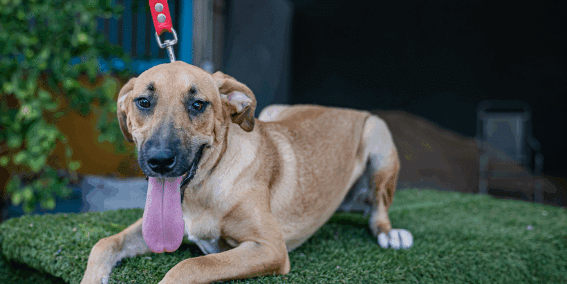 Estrella: A Loving, Social Pup Who Shines Bright Estrella: A Loving, Social Pup Who Shines Bright