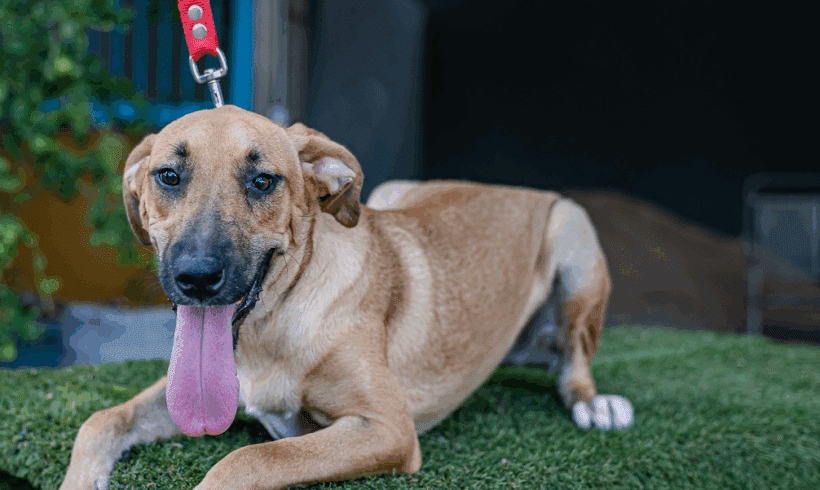 Estrella: una amorosa, cachorra social que brilla Estrella: A Loving, Social Pup Who Shines Bright