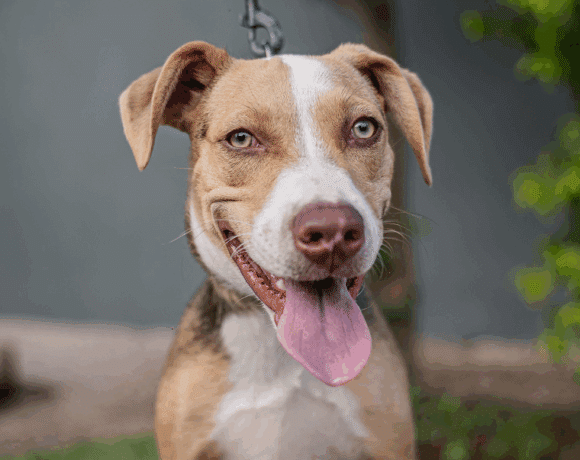 Merlina: A Playful, Energetic Pup Ready for Adventure