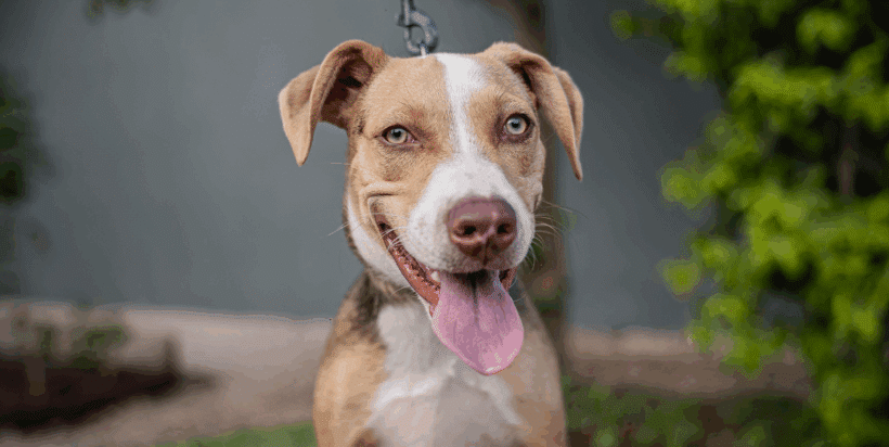Merlina: A Playful, Energetic Pup Ready for Adventure