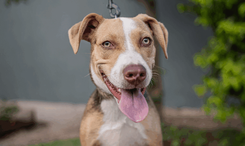 Merlina: Una juguetona, Cachorra enérgica lista para la aventura Merlina: A Playful, Energetic Pup Ready for Adventure