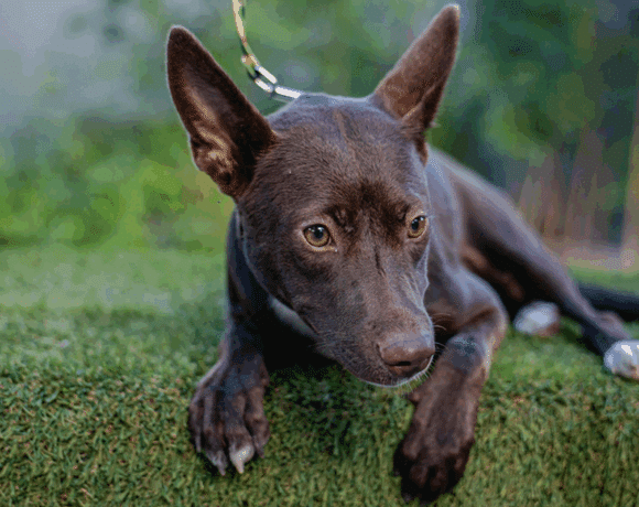 Rosy: A Playful, Sassy Beach-Loving Survivor