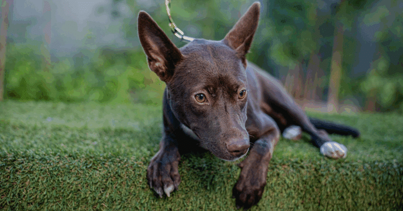 Rosy: A Playful, Sassy Beach-Loving Survivor Rosy: A Playful, Sassy Beach-Loving Survivor